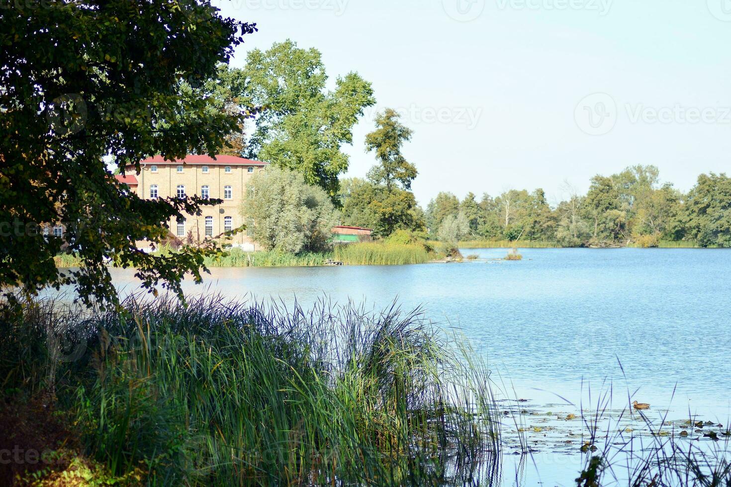 sjö i parken foto