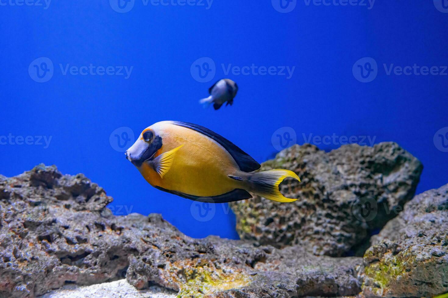 skön ljus orange fisk i de akvarium, acanthurus pyroferus choklad kirurgfisk foto