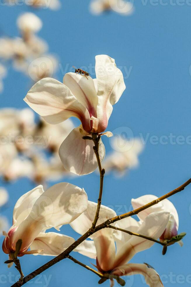 skön magnolia blommor med vatten droppar foto