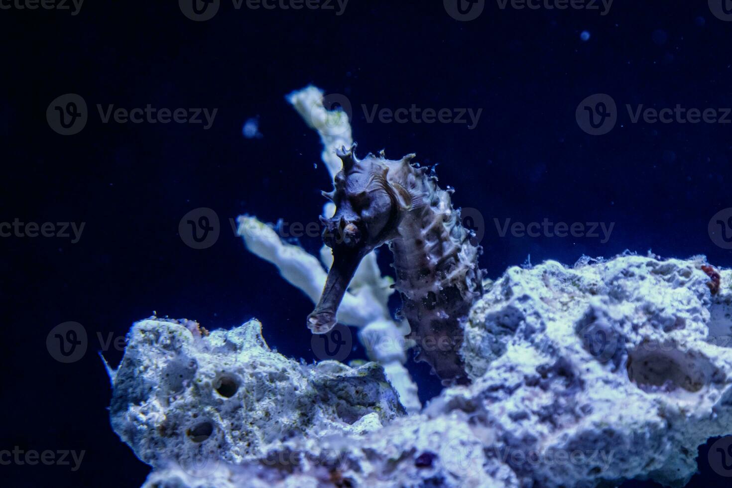 makro hippocampus nål-nål familj foto