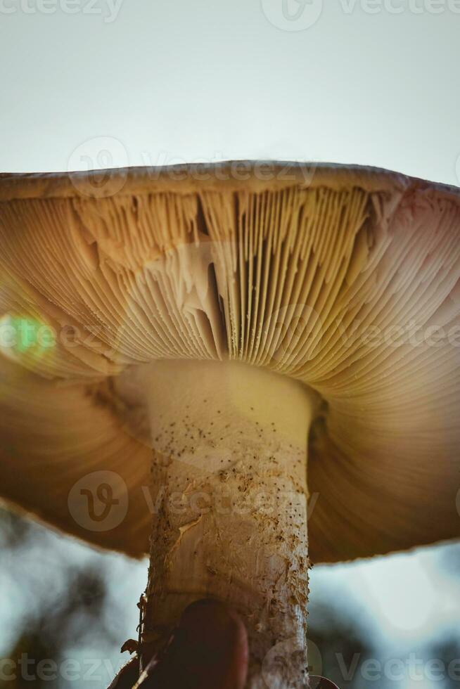 stor svamp i de skog foto