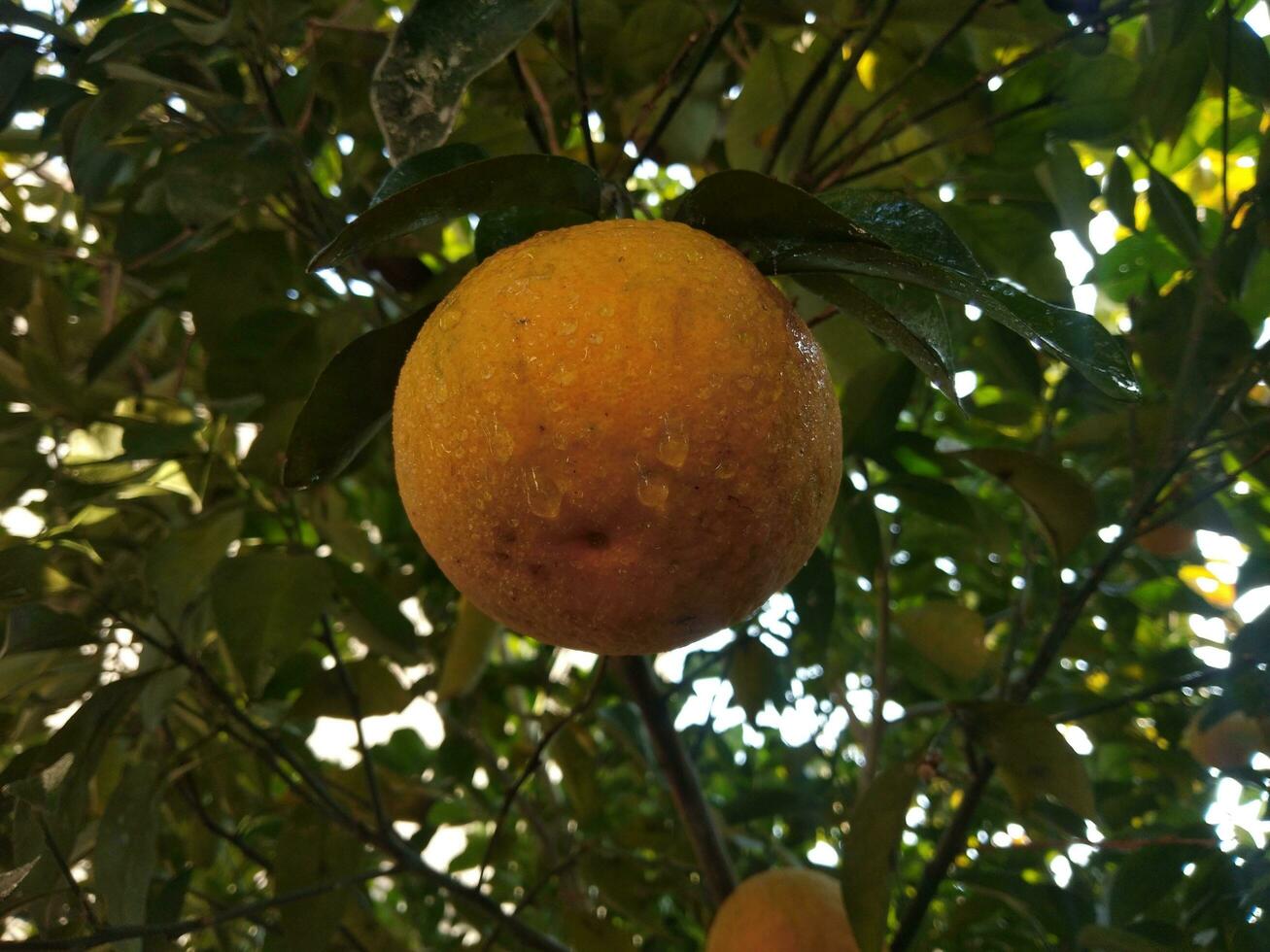 skön färsk orange i en trädgård träd foto