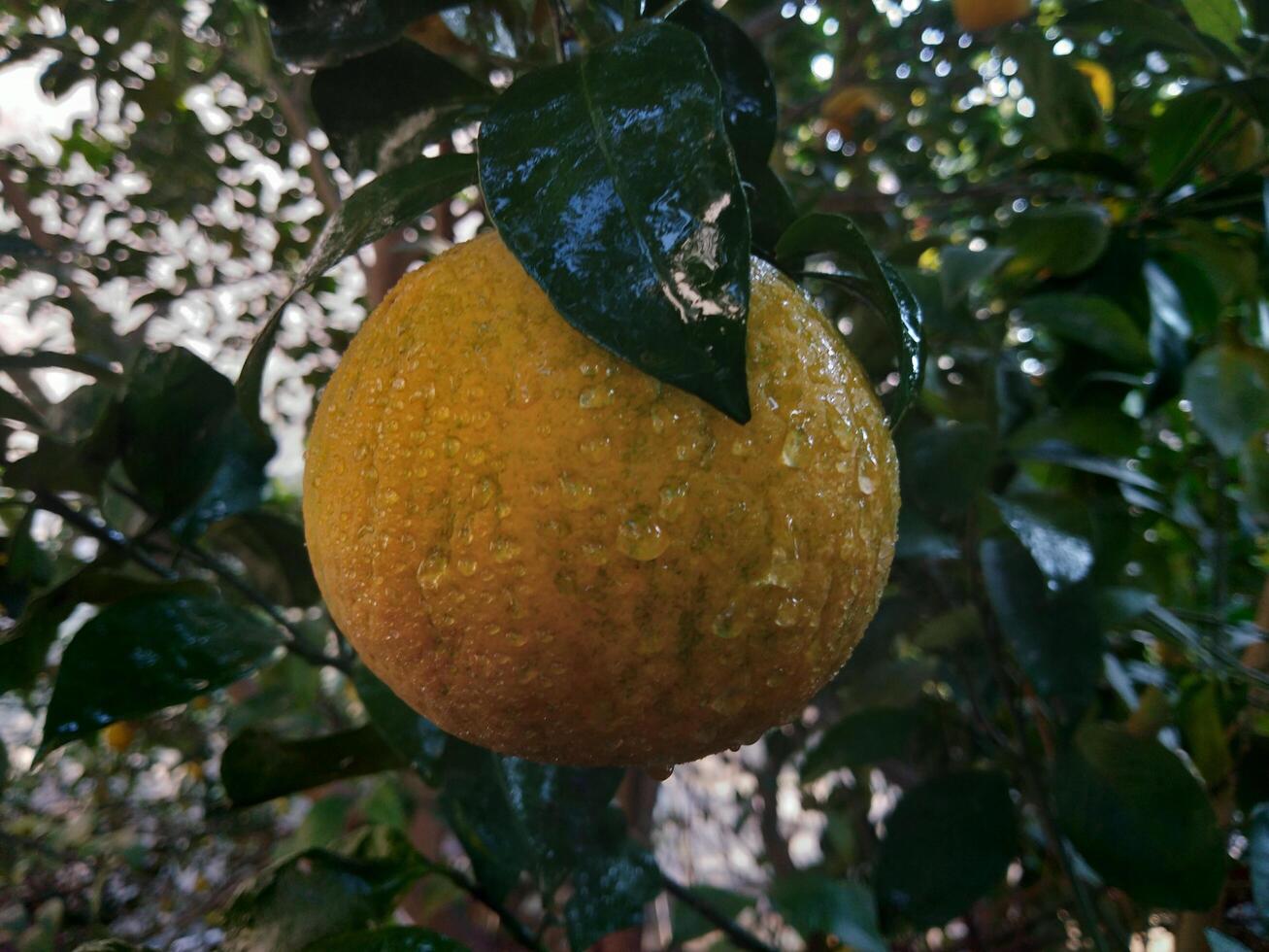 skön färsk orange i en trädgård träd foto