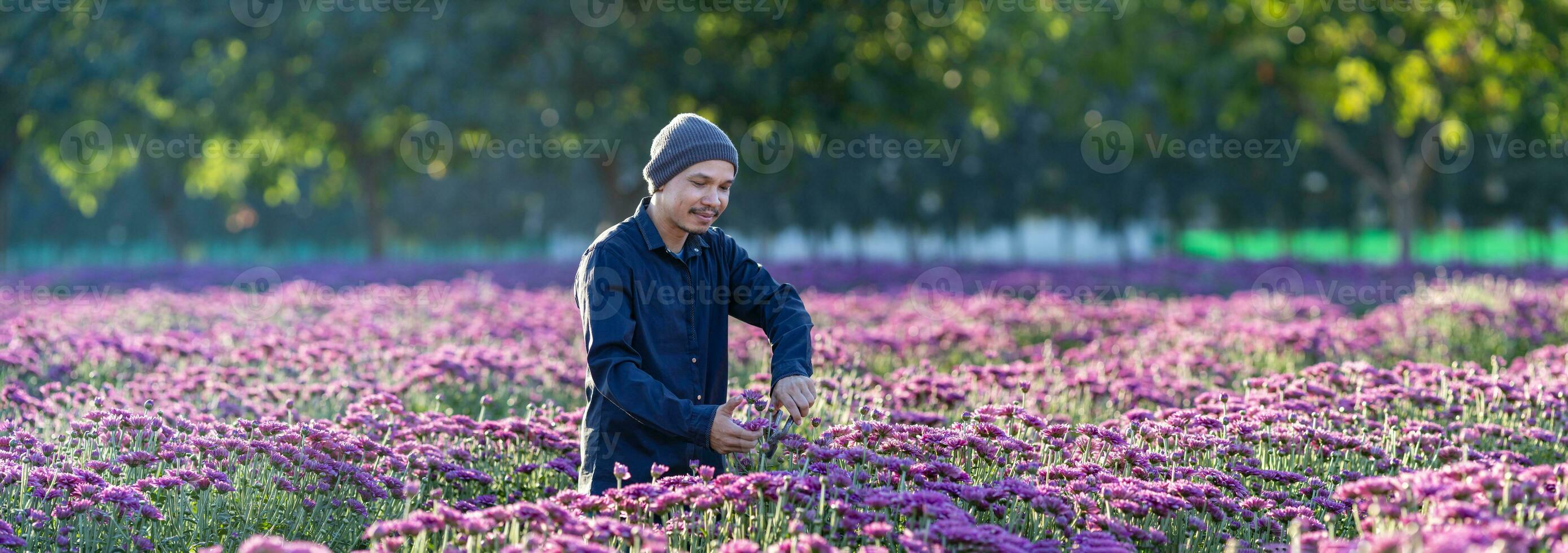 asiatisk jordbrukare och blomsterhandlare är skärande lila krysantemum blommor använder sig av sekatör för skära blomma företag för död- rubrik, odling och skörda säsong begrepp foto