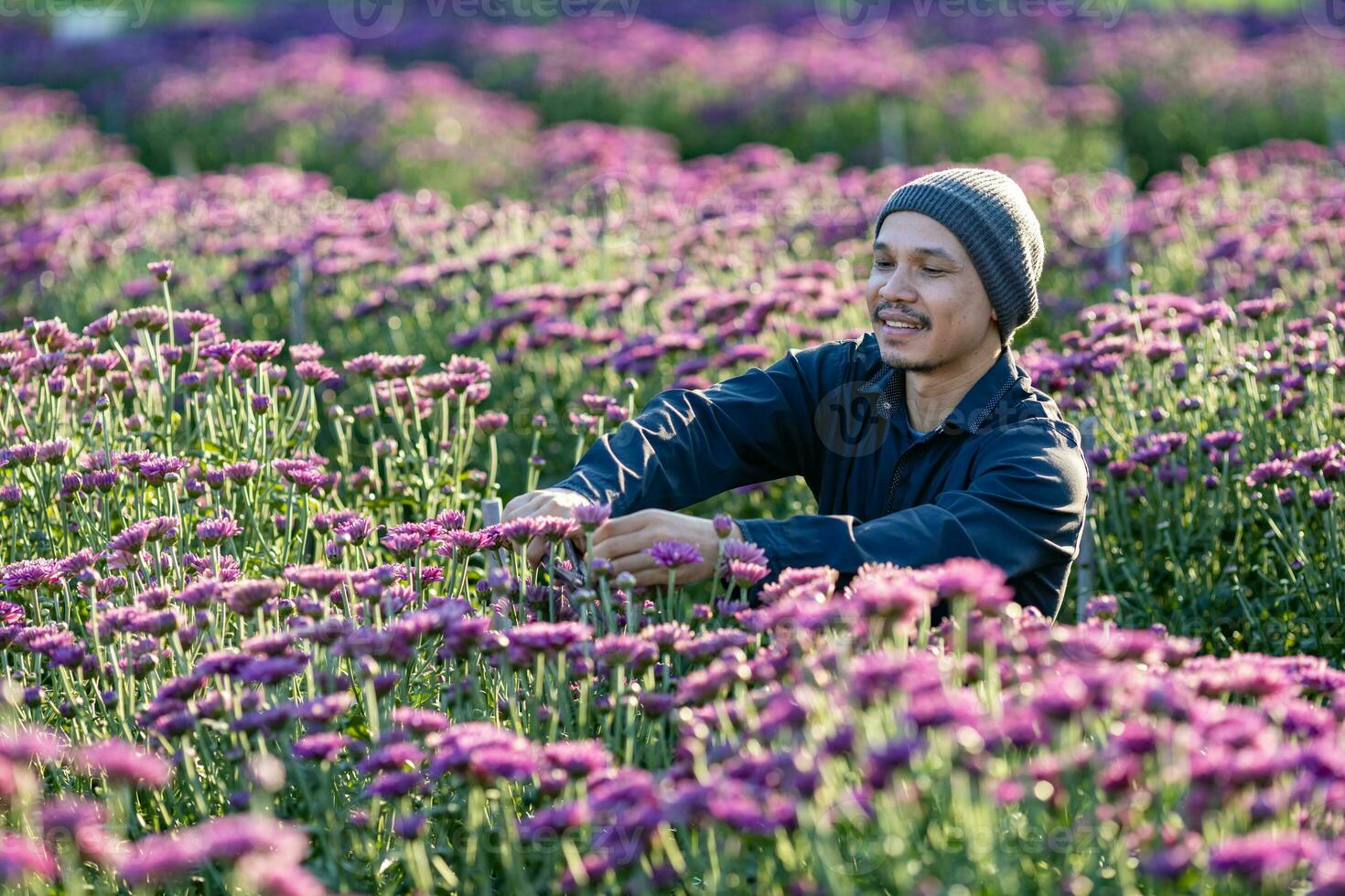 asiatisk jordbrukare och blomsterhandlare är skärande lila krysantemum blommor använder sig av sekatör för skära blomma företag för död- rubrik, odling och skörda säsong begrepp foto