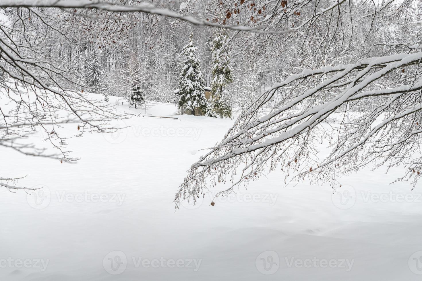 skymning och färger i den snöiga skogen. snö och kyla. foto