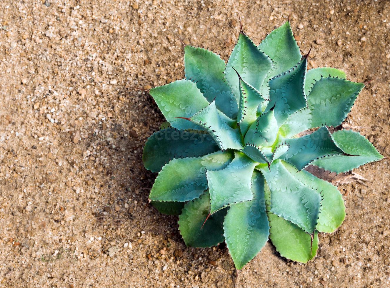 saftig växt närbild, tagg och detalj på blad av agave potatorum foto