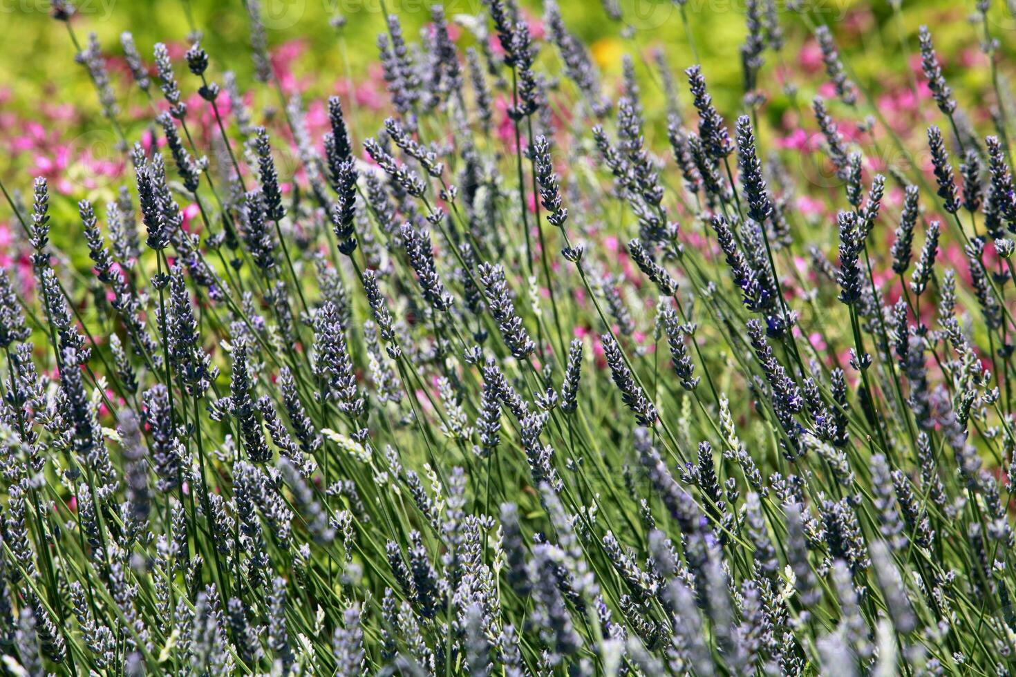 blomning lavendel- vildblommor, fält, naturlig abstrakt lila bakgrund foto