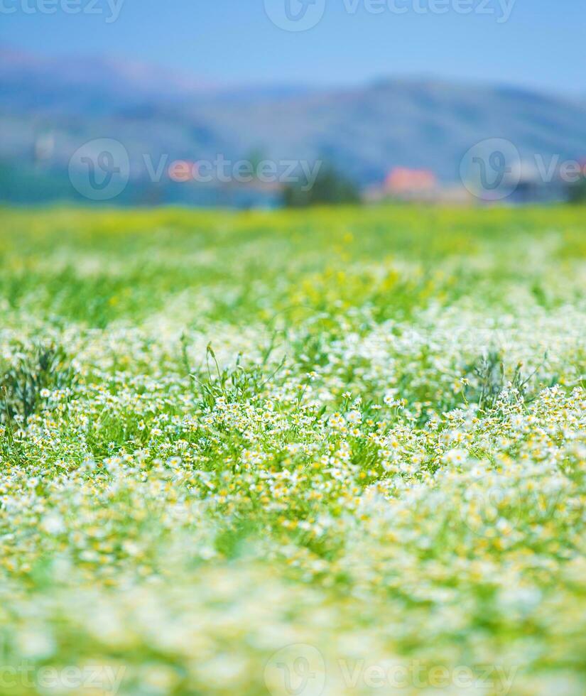 daisy blommor fält foto