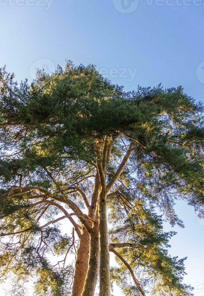 skott av de stor tall träd. natur foto