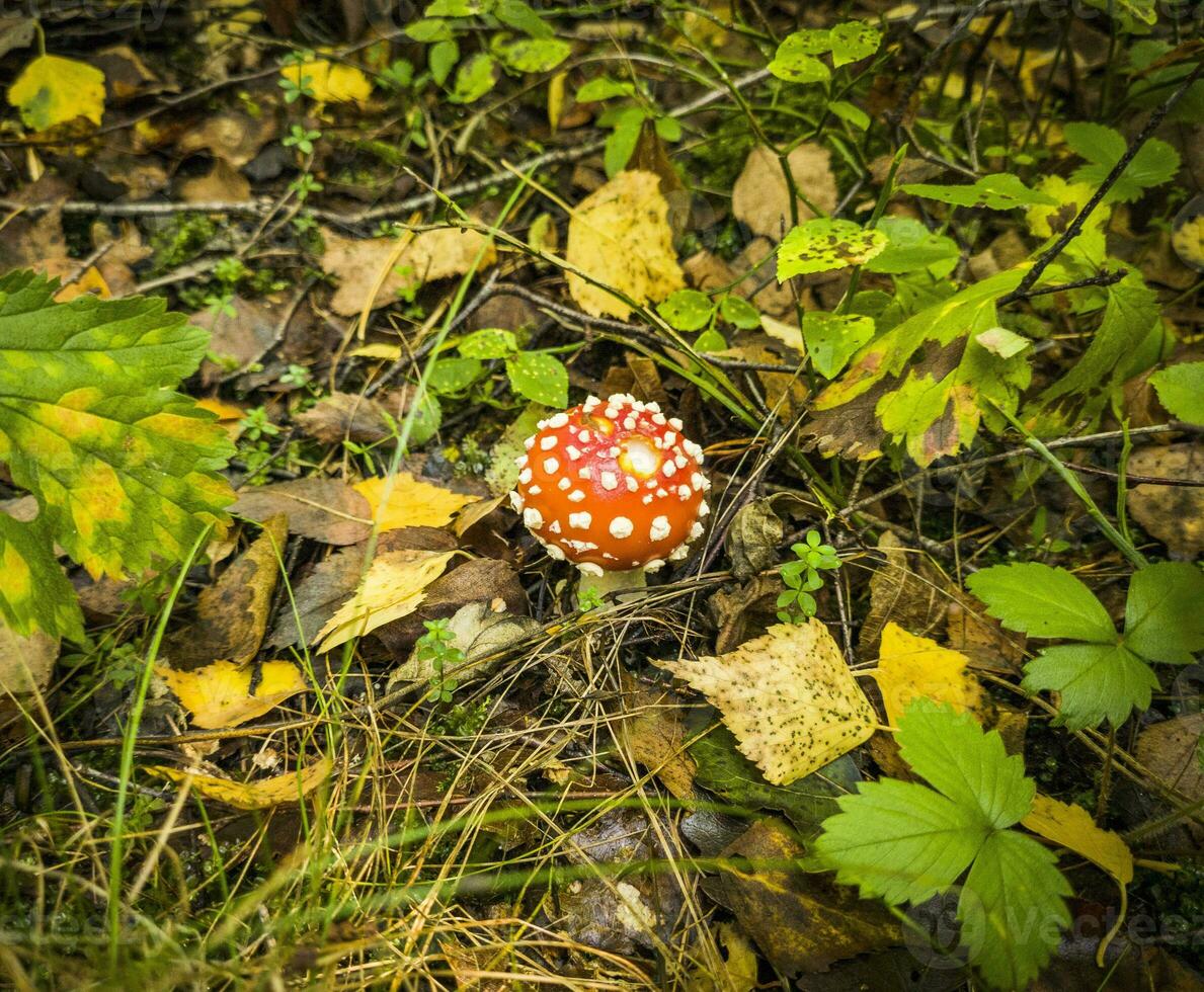 skott av de giftig flyga agaric svamp i de skogen. natur foto