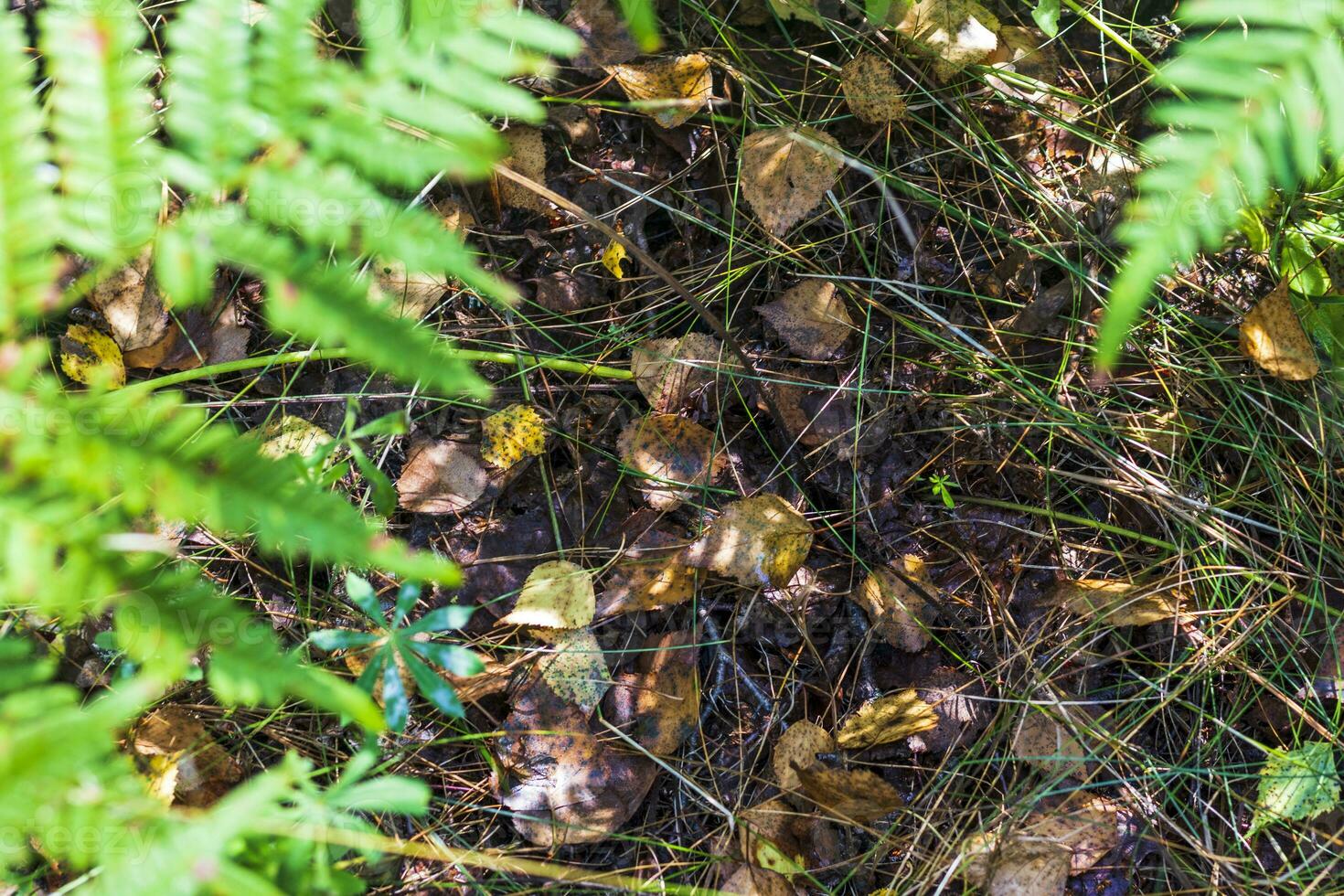 stänga upp skott av de jord yta i de skog. natur foto