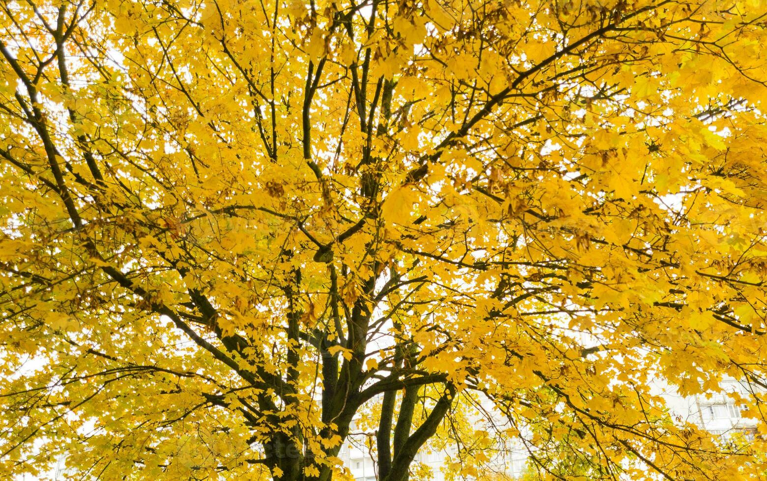 skott av de färgrik höst träd. natur foto