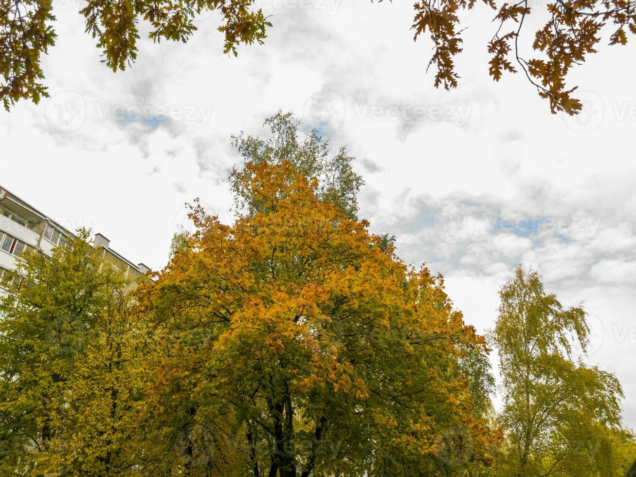 skott av de färgrik höst träd. natur foto