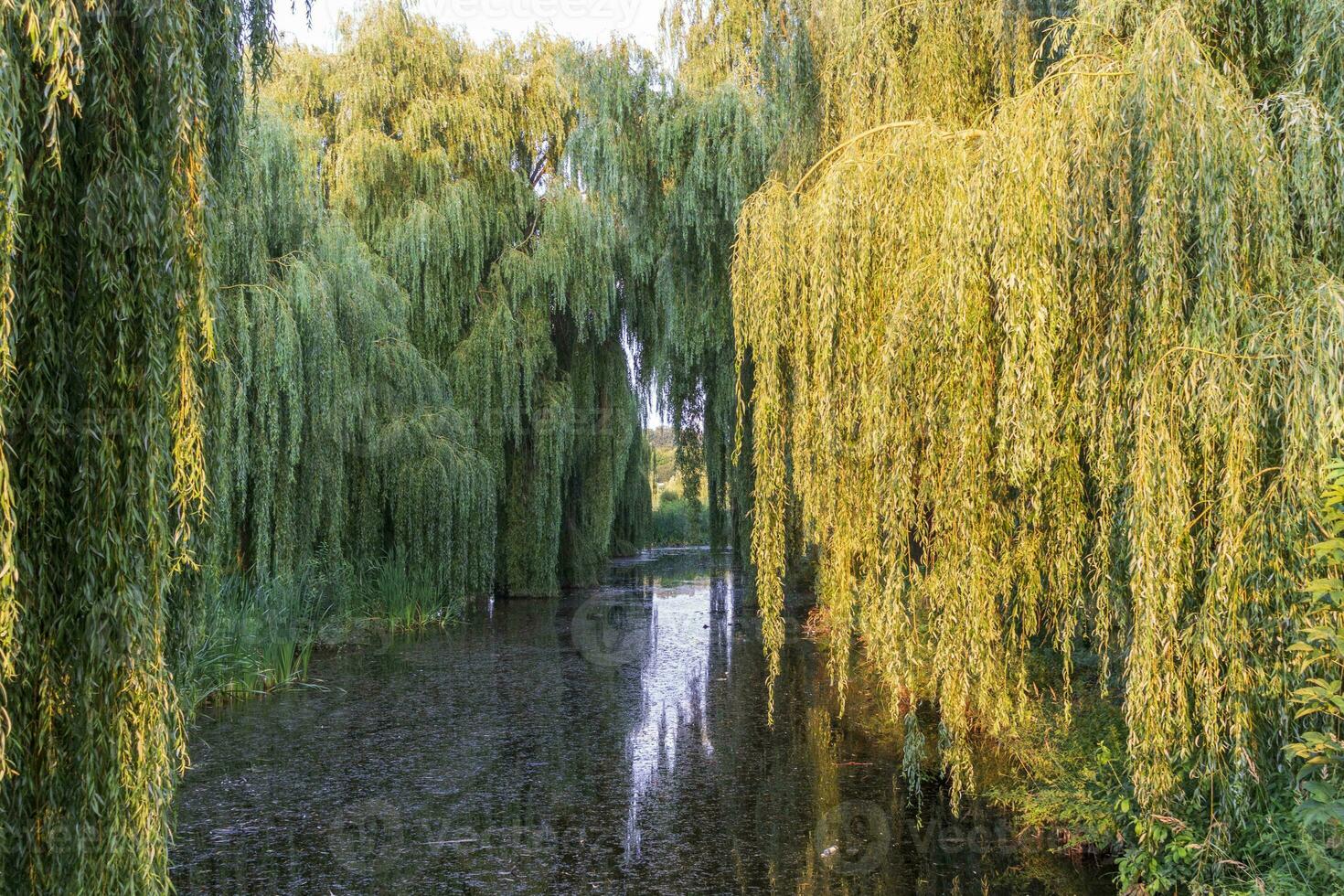 landskap skott av de skön parkera. utomhus foto