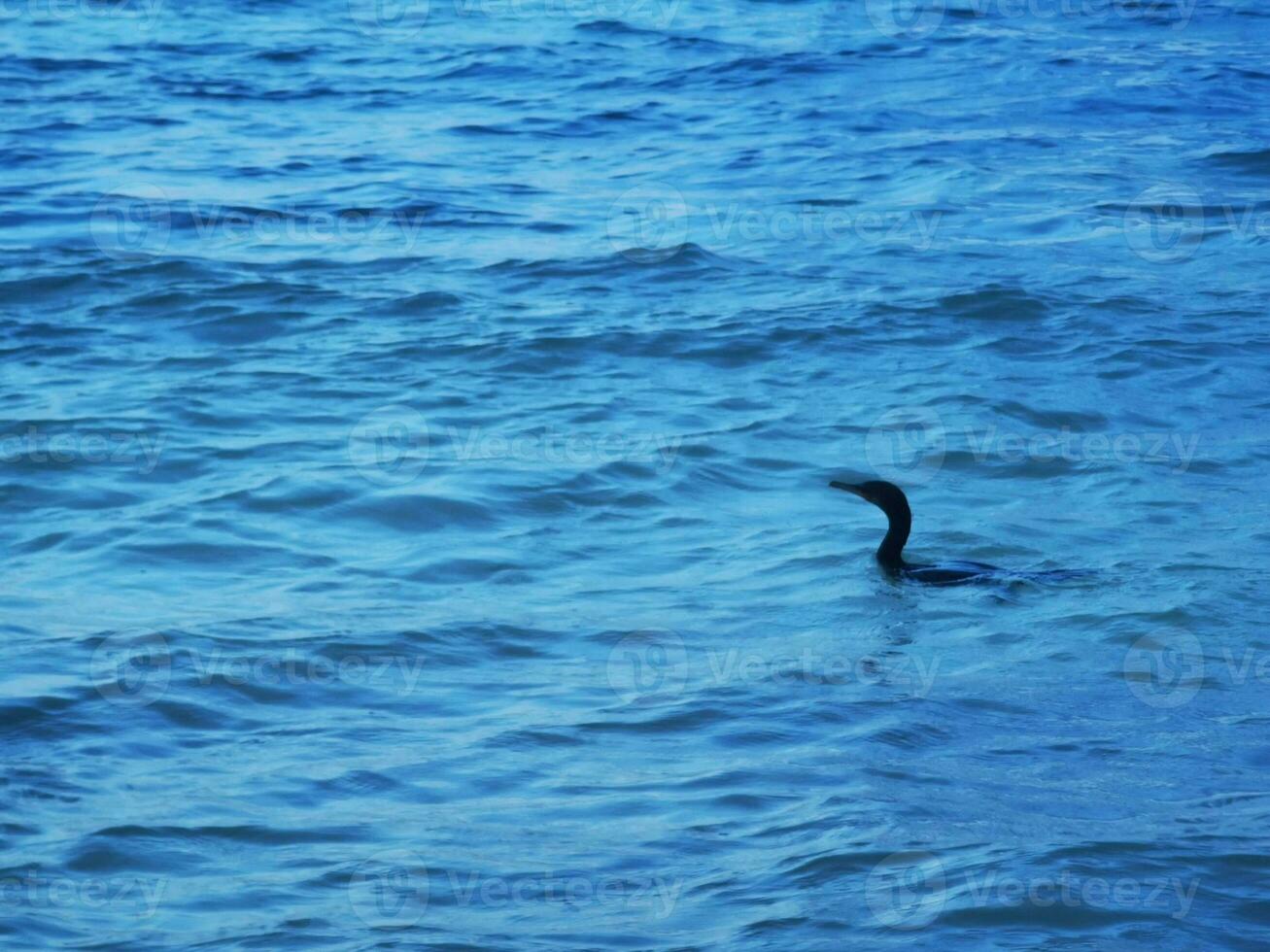 neotropis långstjärtad skarv på sten sten på strand Mexiko. foto