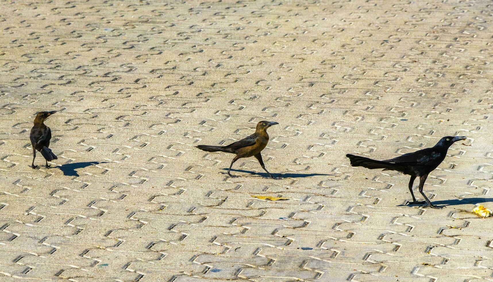 storstjärtad gracklar honor spädbarn män äta utfodra varje Övrig. foto