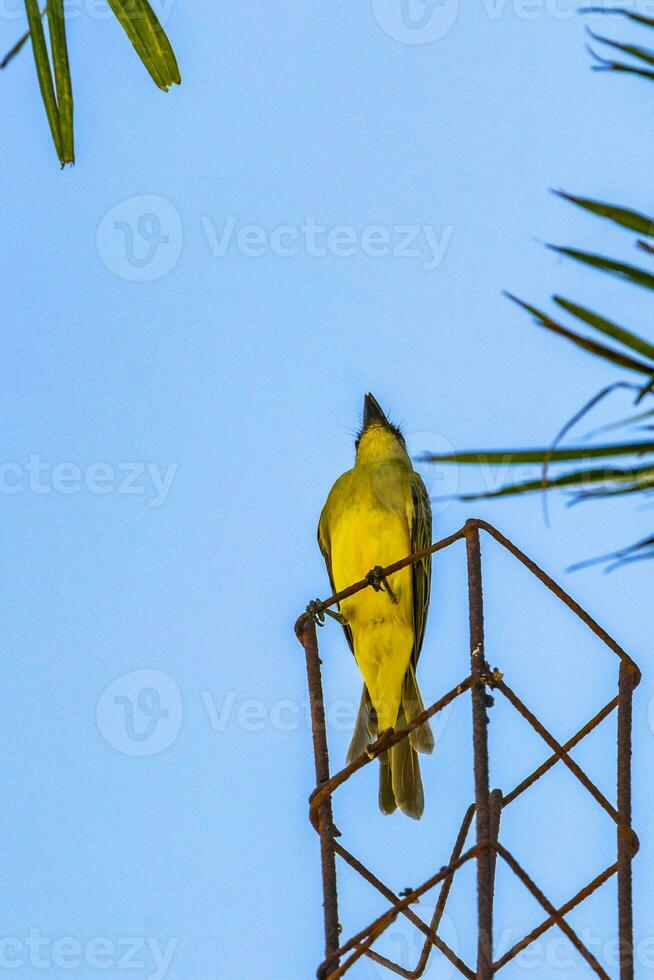 tropisk gul kingbird flugsnappare mellan handflatan träd playa del carmen. foto