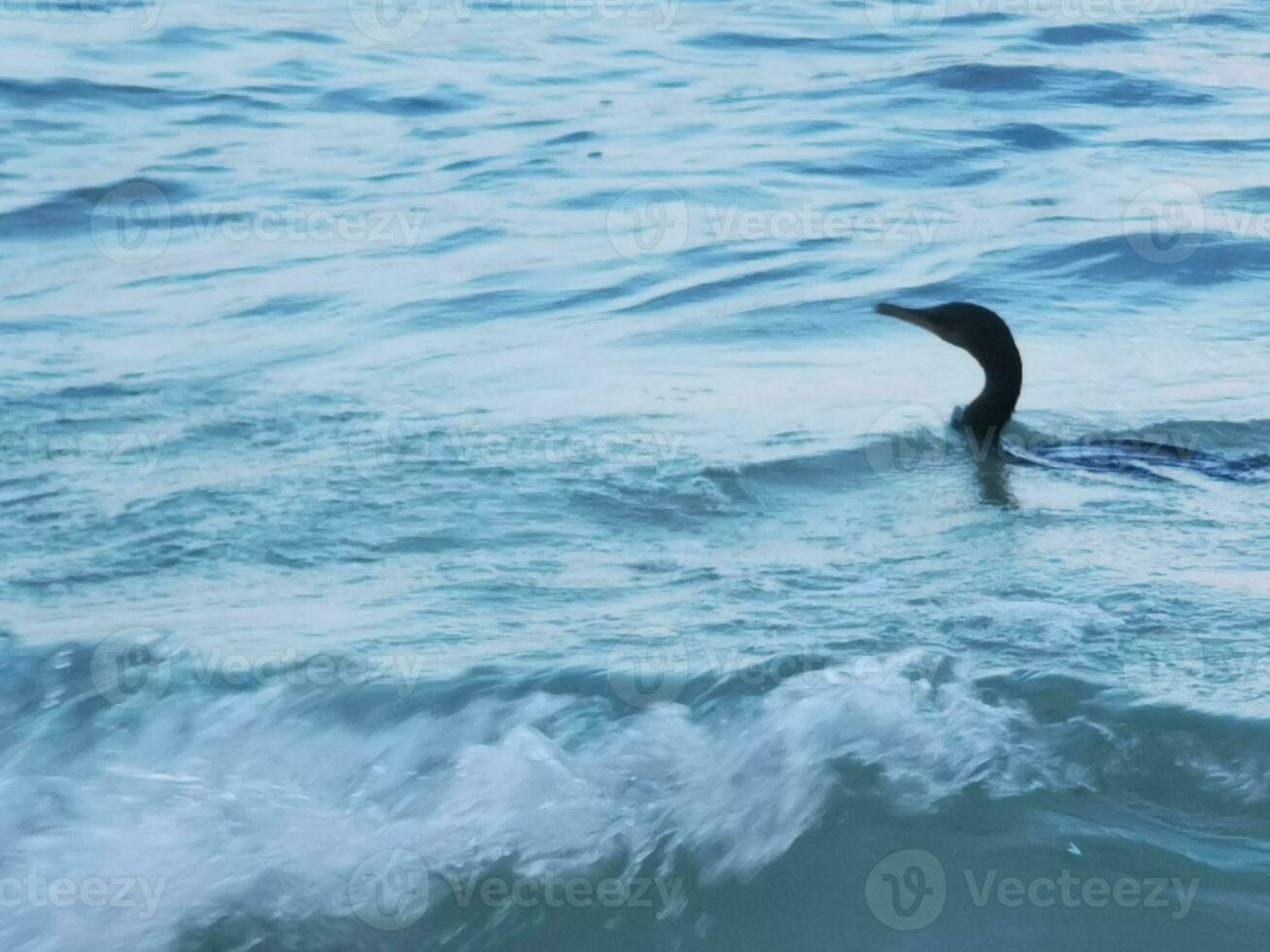 neotropis långstjärtad skarv på sten sten på strand Mexiko. foto