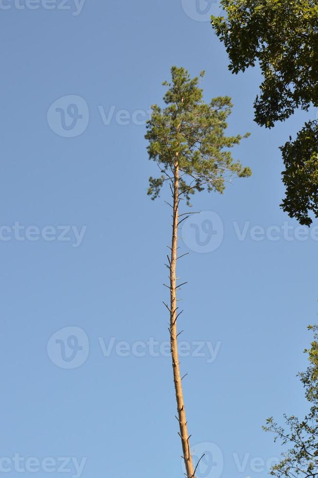 sommar grön skog i solljus foto