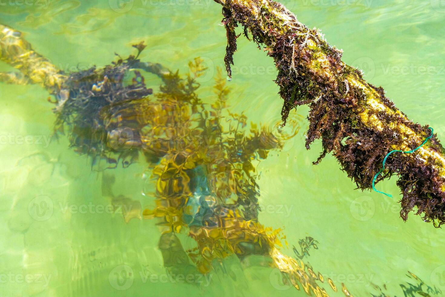 tågvirke i de vatten med mossa och hav ogräs Mexiko. foto
