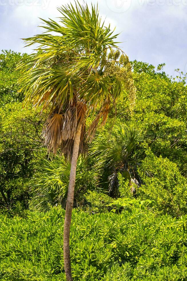 tropisk naturlig handflatan träd palmer träd kokosnötter blå himmel Mexiko. foto