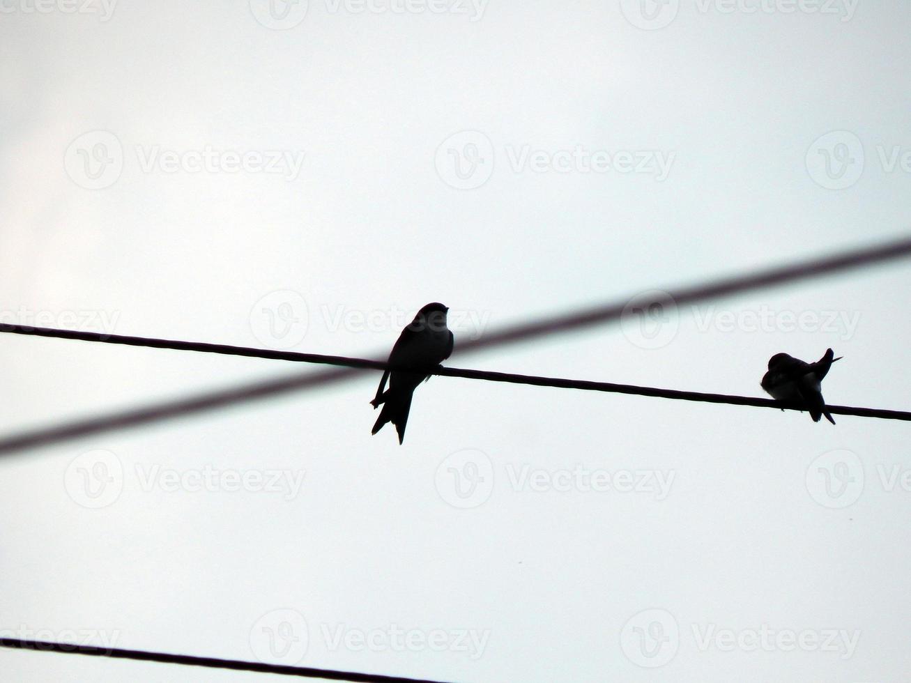 fåglar sitter på skolans elektriska ledningar foto