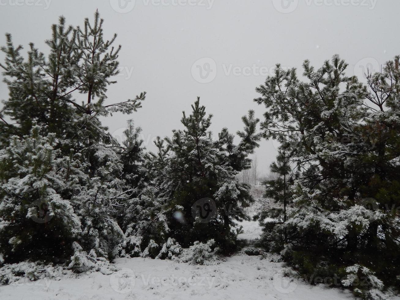 texturer av vintersnö, träd och växter i frost foto