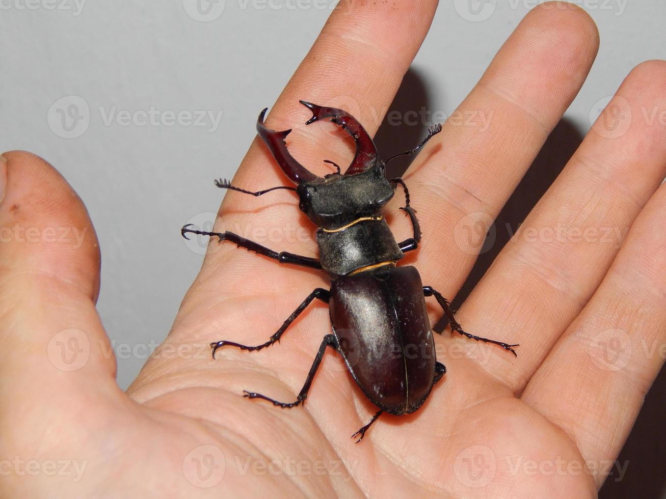 stora skalbagge hjortbagge insekter foto