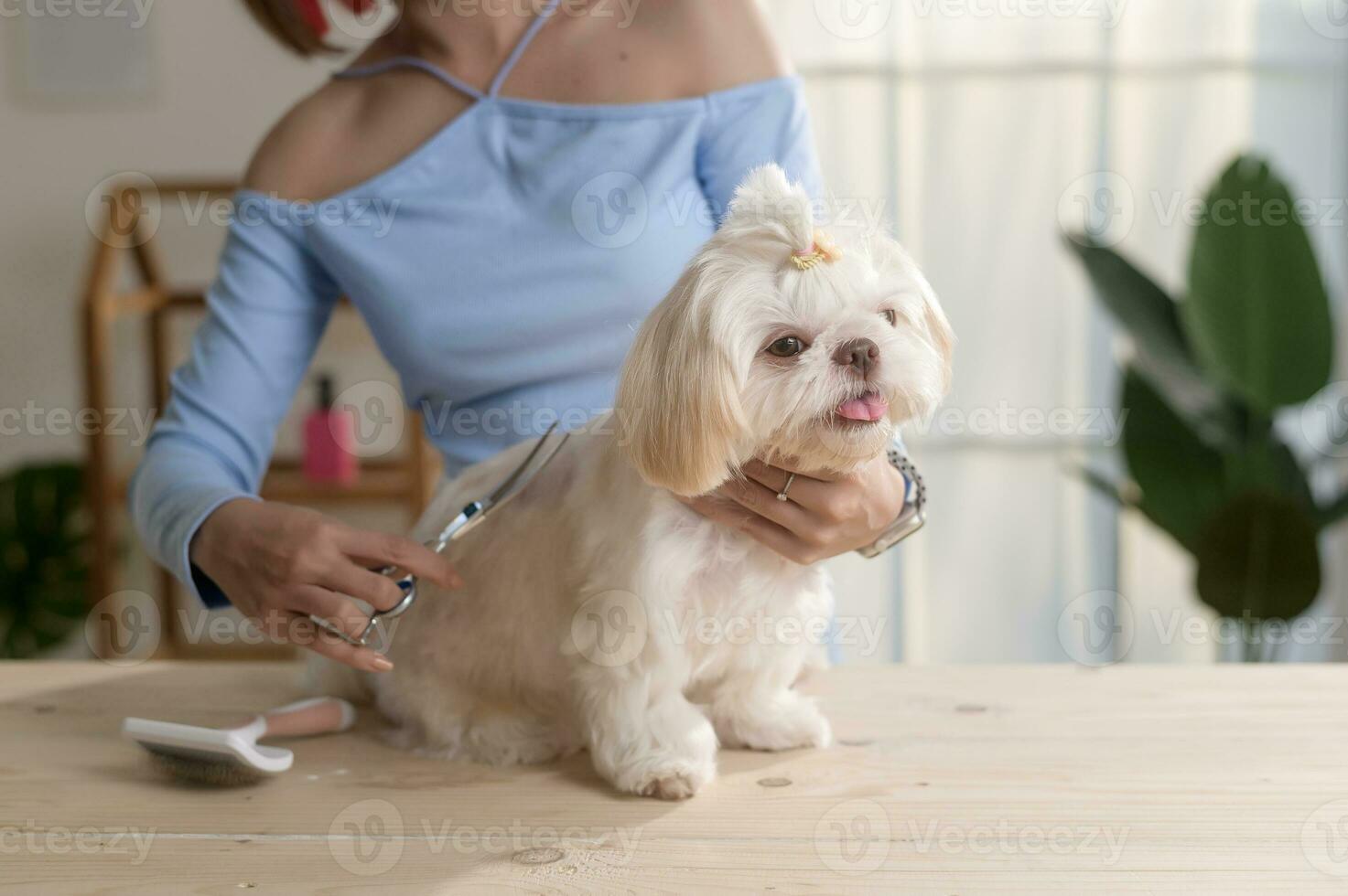 kvinna professionell groomer trimning frisyr och kammande hund päls på sällskapsdjur spa grooming salong foto