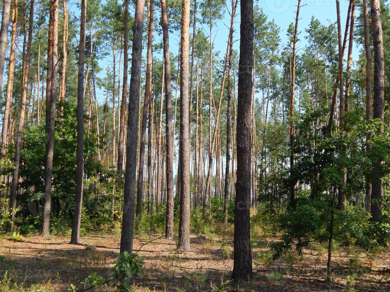 skog landskap träd tapeter trädet foto