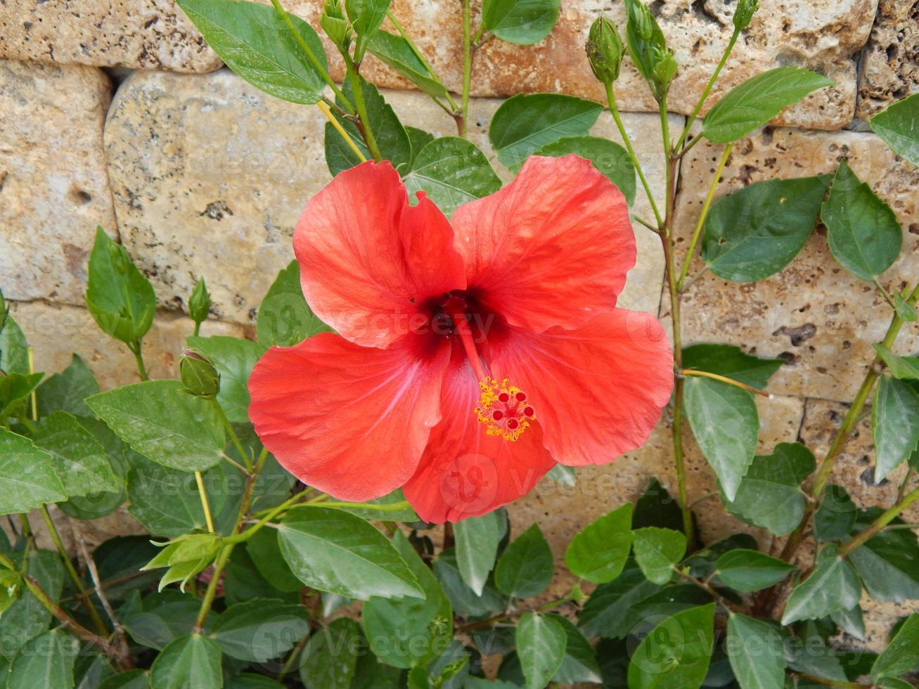 textur natur träd blommor foto