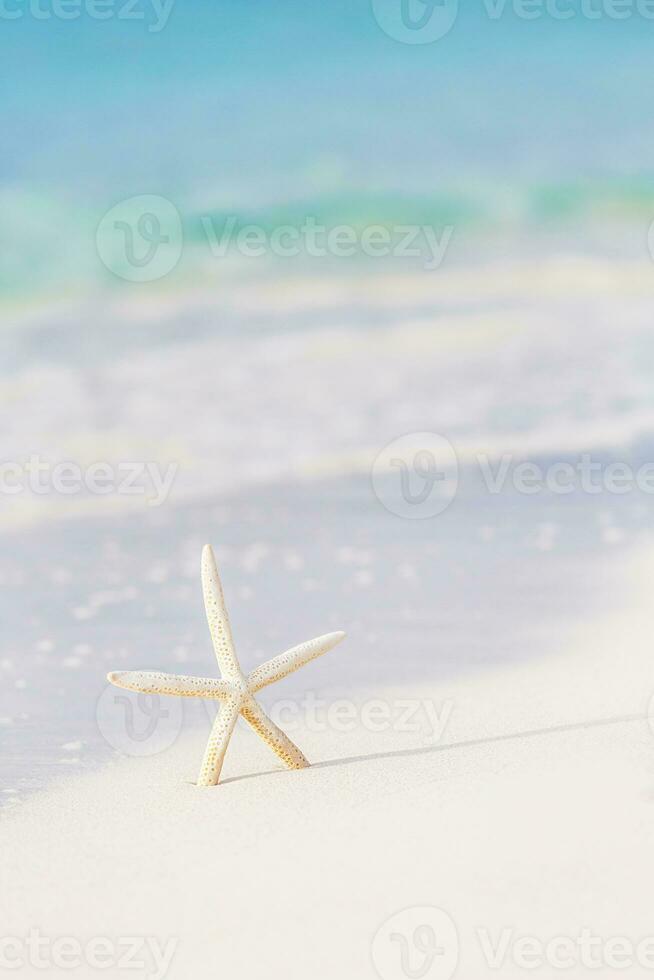 söt hav stjärna på havsstrand foto