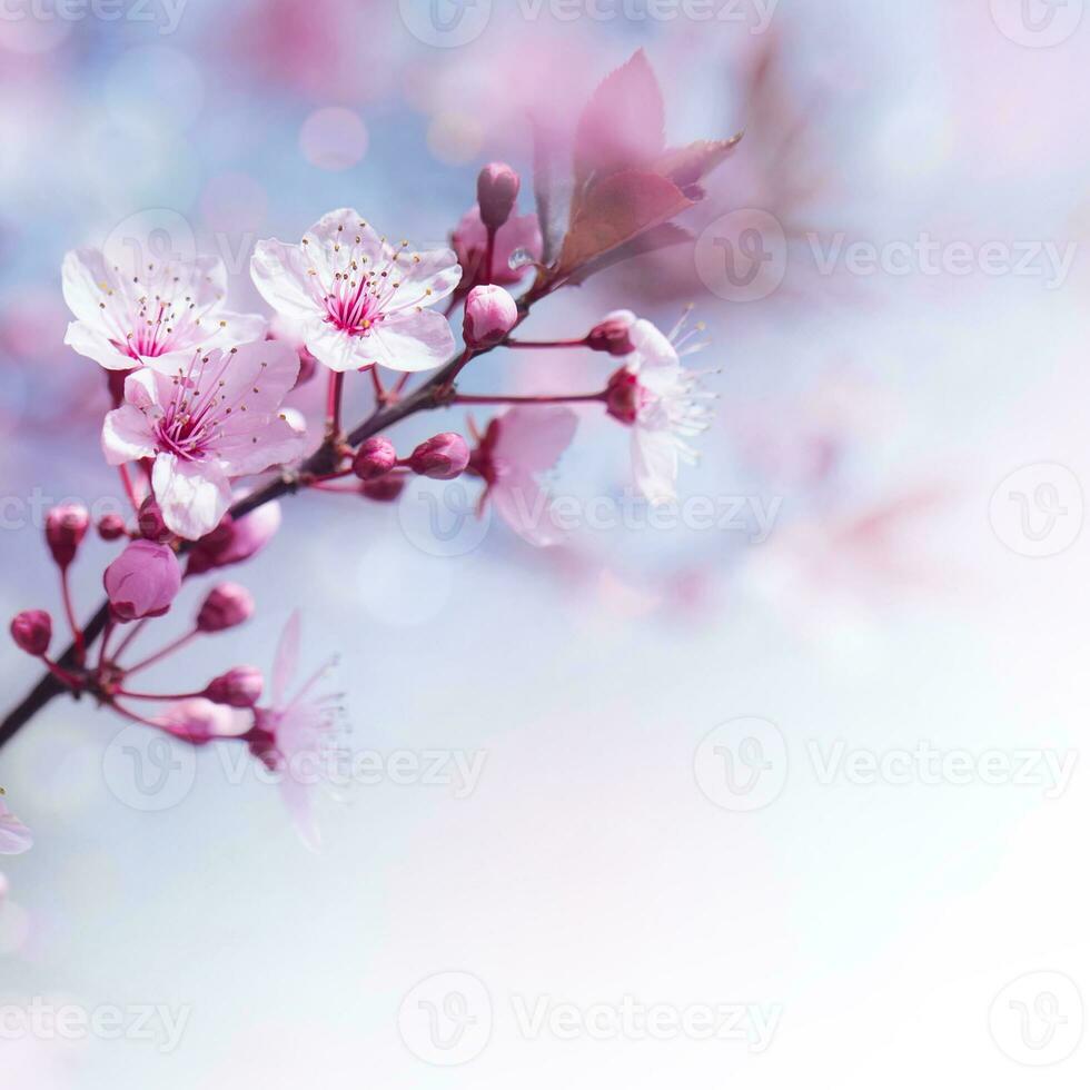 färsk körsbär blommor gräns foto