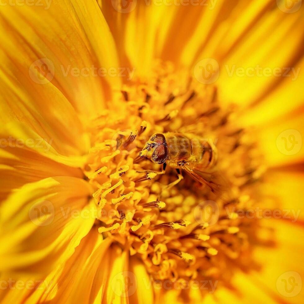 skön liten bi på en blomma foto