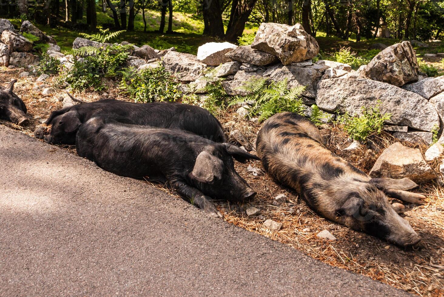 vild vildsvin i skog , Korsika i de Frankrike, Europa foto