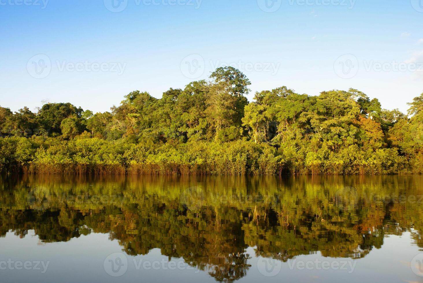 en flod och skön träd i en regnskog peru foto