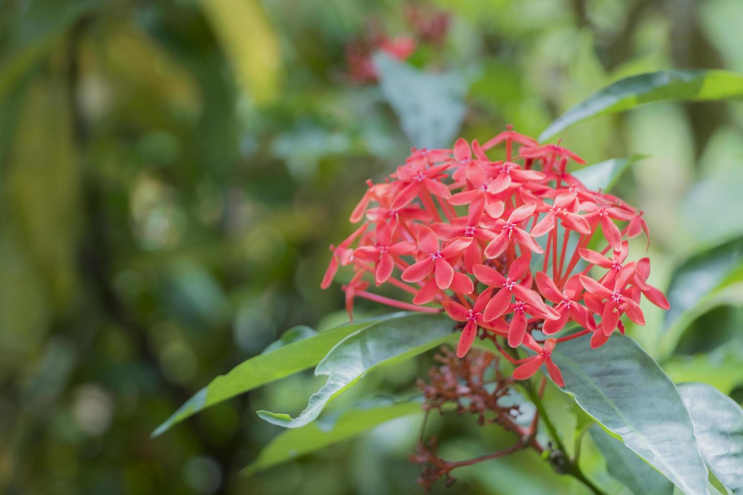 vacker ixora coccinea trädgårdsväxt från Malaysia, Perdana botaniska trädgård foto