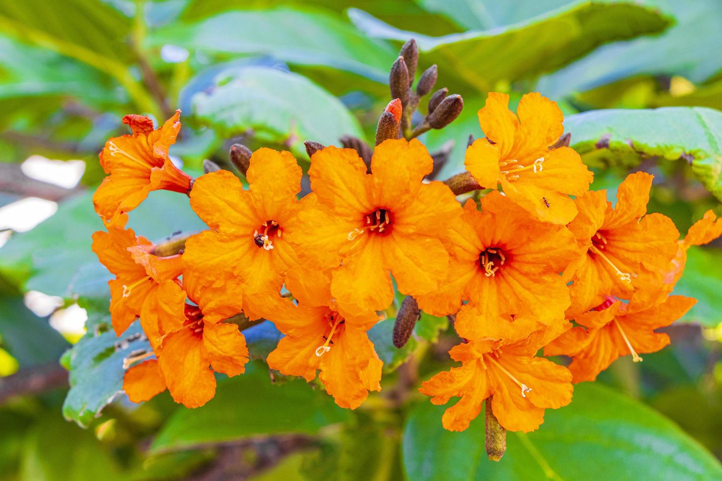 kou cordia subcordata blommande träd med gröna blad i mexico foto