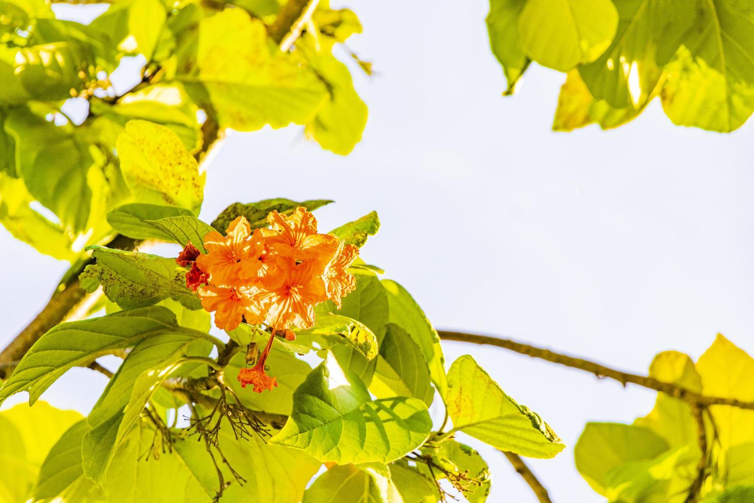 kou cordia subcordata blommande träd med gröna blad i mexico foto