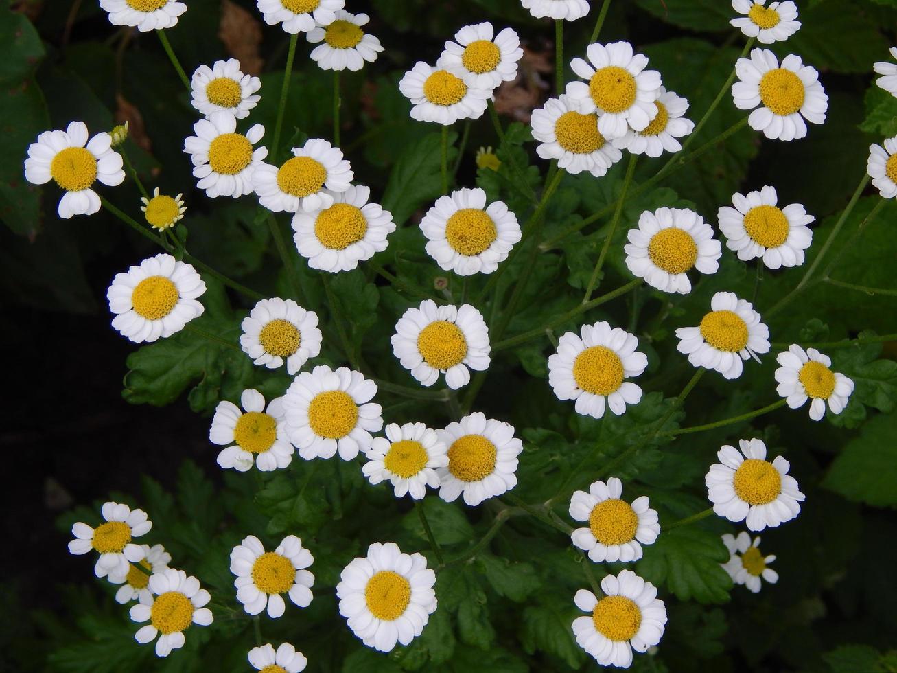 växter och blommor i trädgården och trädgården foto