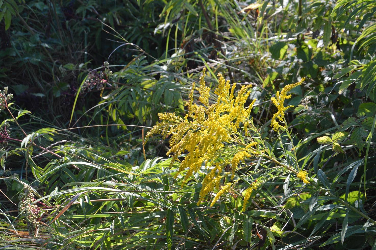 färgade och vildblommor på en grön bakgrund foto