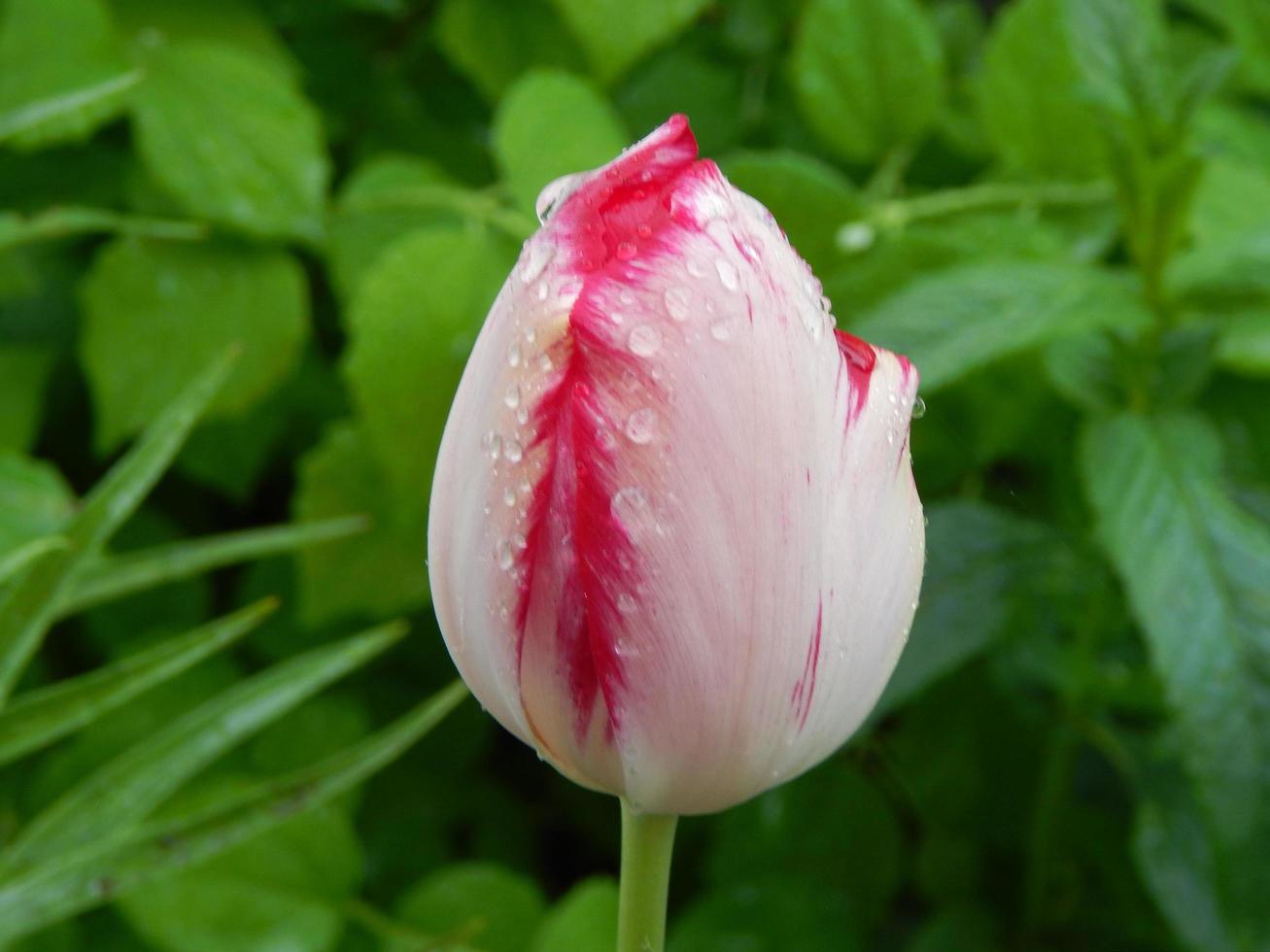 jordbruk som planterar växter och trädgårdsblommor foto