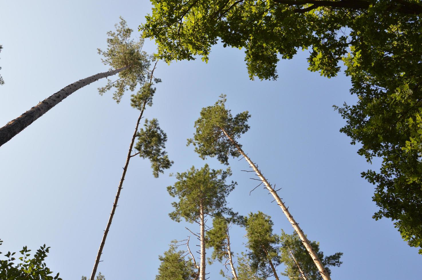 sommar grön skog i solljus foto