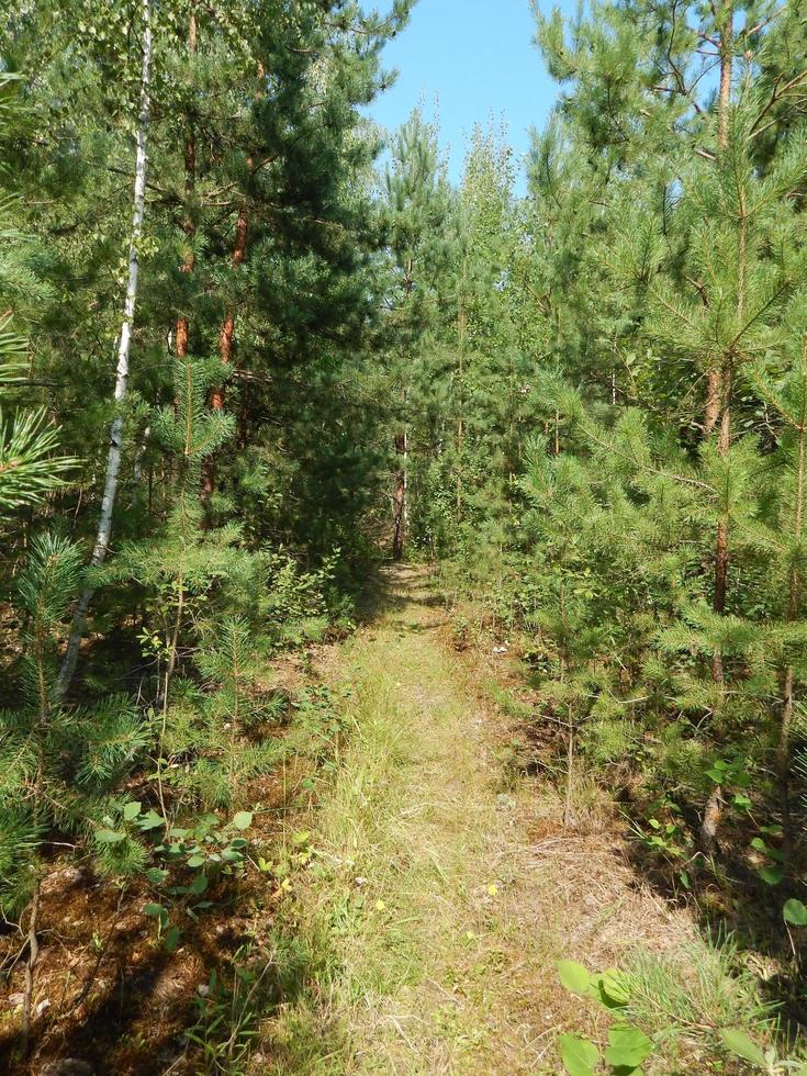 skog landskap träd tapeter trädet foto