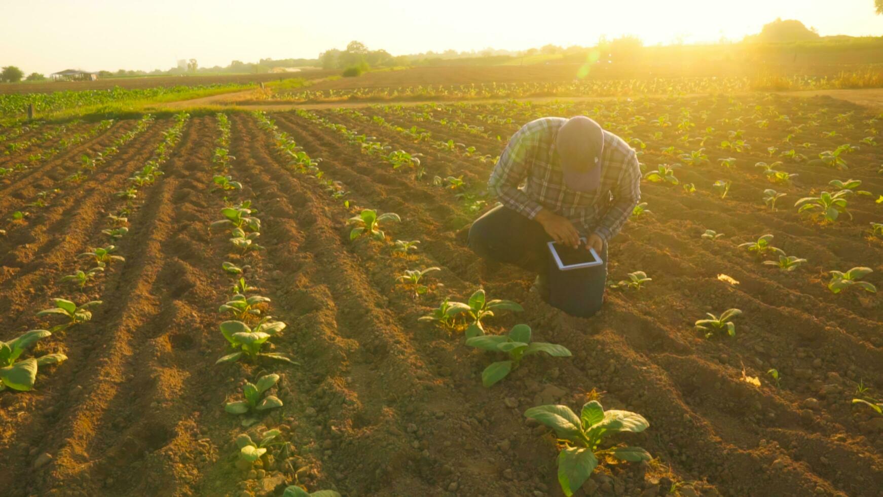 asiatisk ung jordbrukare och tobak agriculturist utnyttja de kärna data nätverk i de internet från de läsplatta till bekräfta, testa i en tobak fält. foto