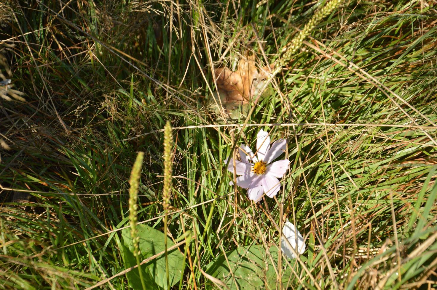 färgade och vildblommor på en grön bakgrund foto