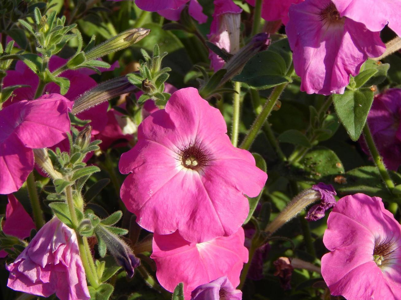 blommor i trädgården och närbild för bakgrund foto