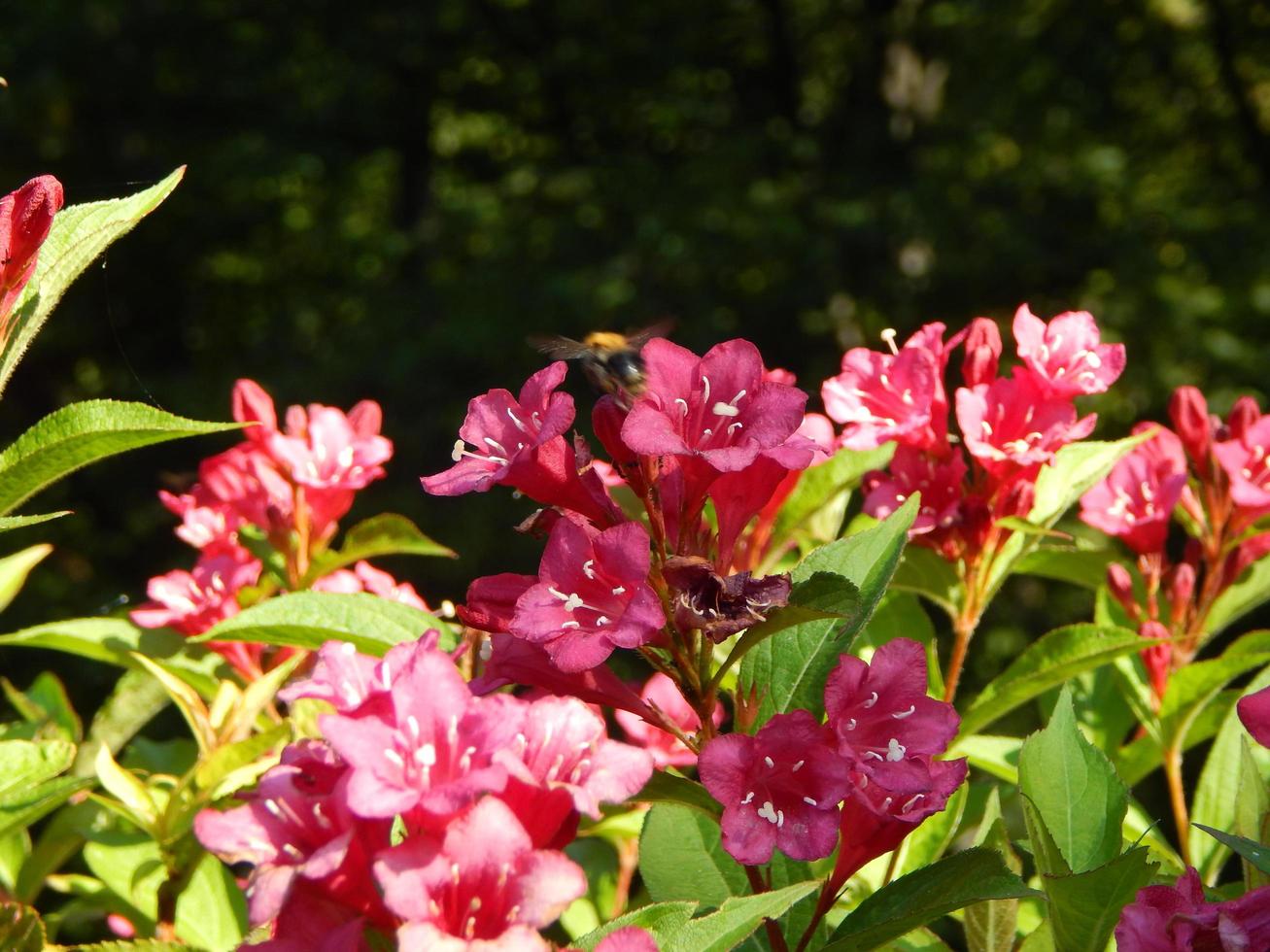 blommor i trädgården och närbild för bakgrund foto