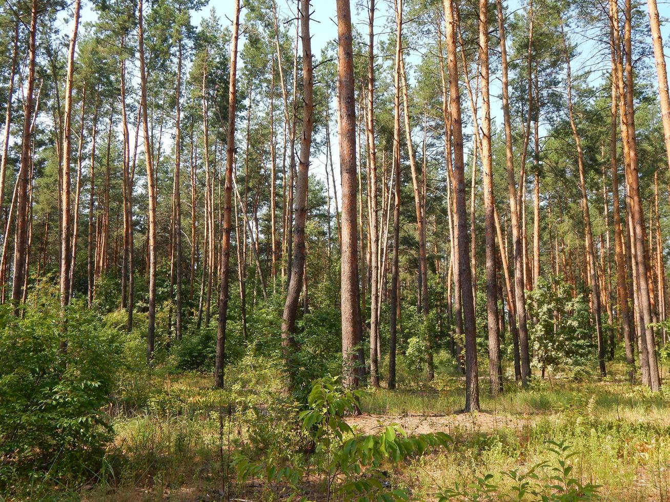 skog landskap träd tapeter trädet foto